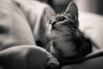 .cuddlecrackage by shiek0r