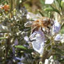 Rosemary Bee 3