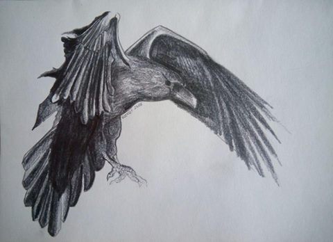 Raven