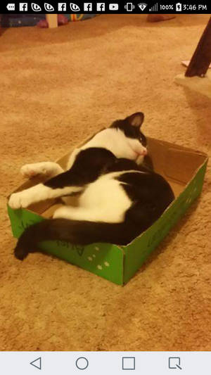 Rosalie - box by BaileyisDarcy Rosalie - box by BaileyisDarcy