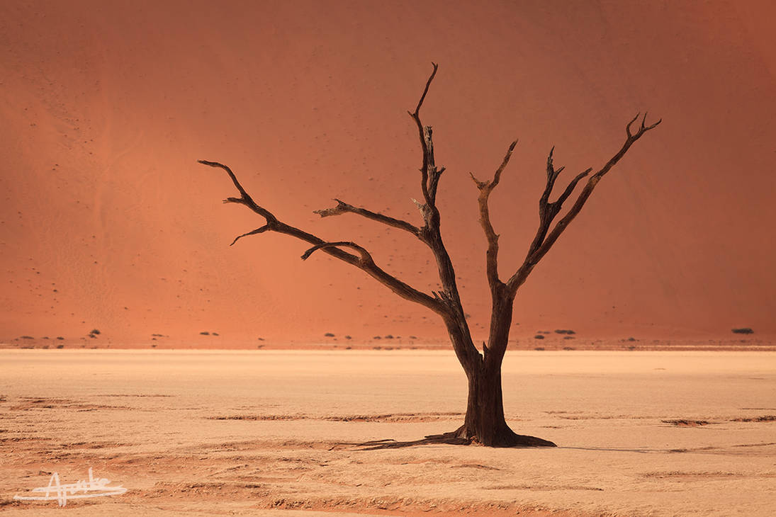 DEADVLEI by SebastianFunkeKupper