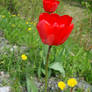 Red tulip