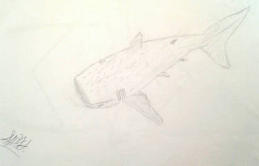 Whale Shark