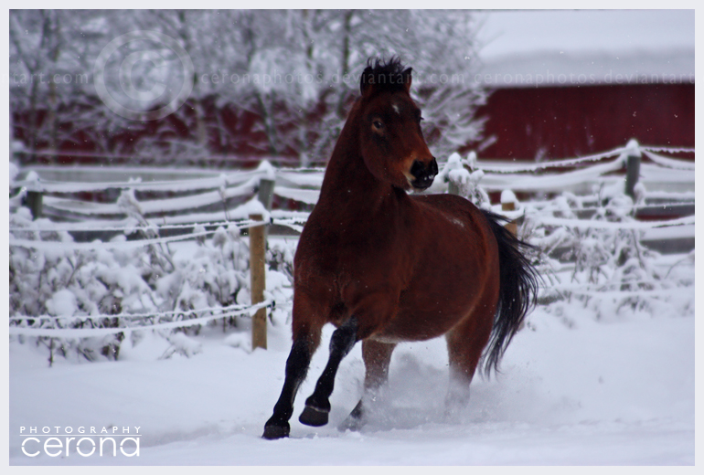 Snow Rush II