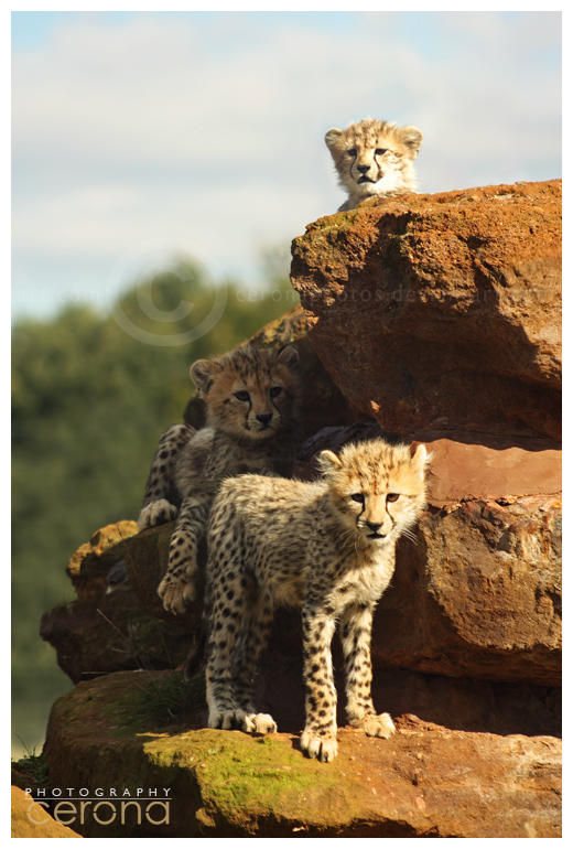 Big Pile o'Cheetahs by ceronaPhotos