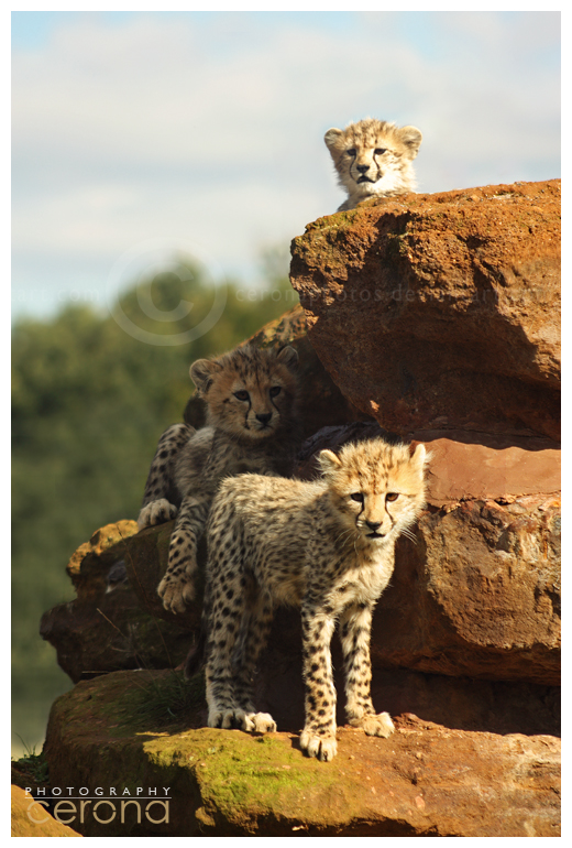 Big Pile o'Cheetahs