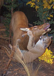 Cougar and Elk