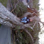 Me On a Tree In The Road