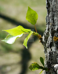 Meewasin Leaf