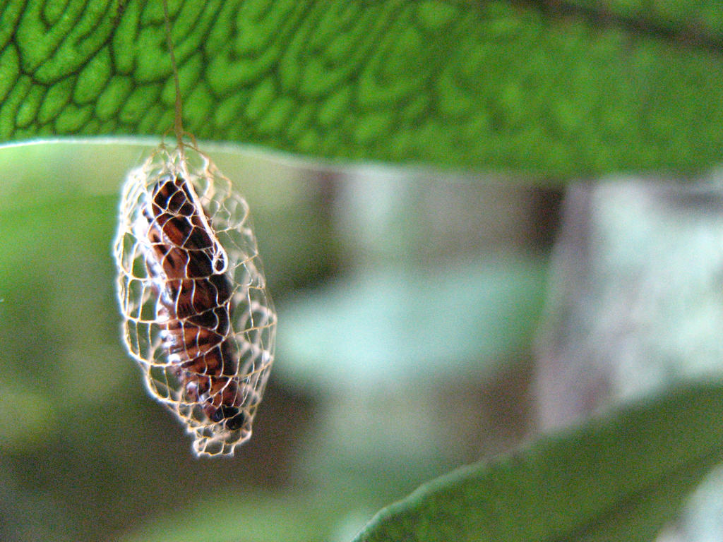 Insect butterfly cocoon by juvieira on DeviantArt