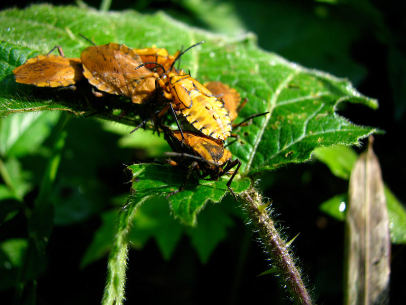 Group Heteroptera