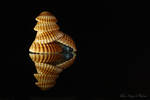 Shells2 by TPoulsen