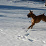 Cash playing in the snow 2