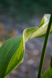 Hosta II