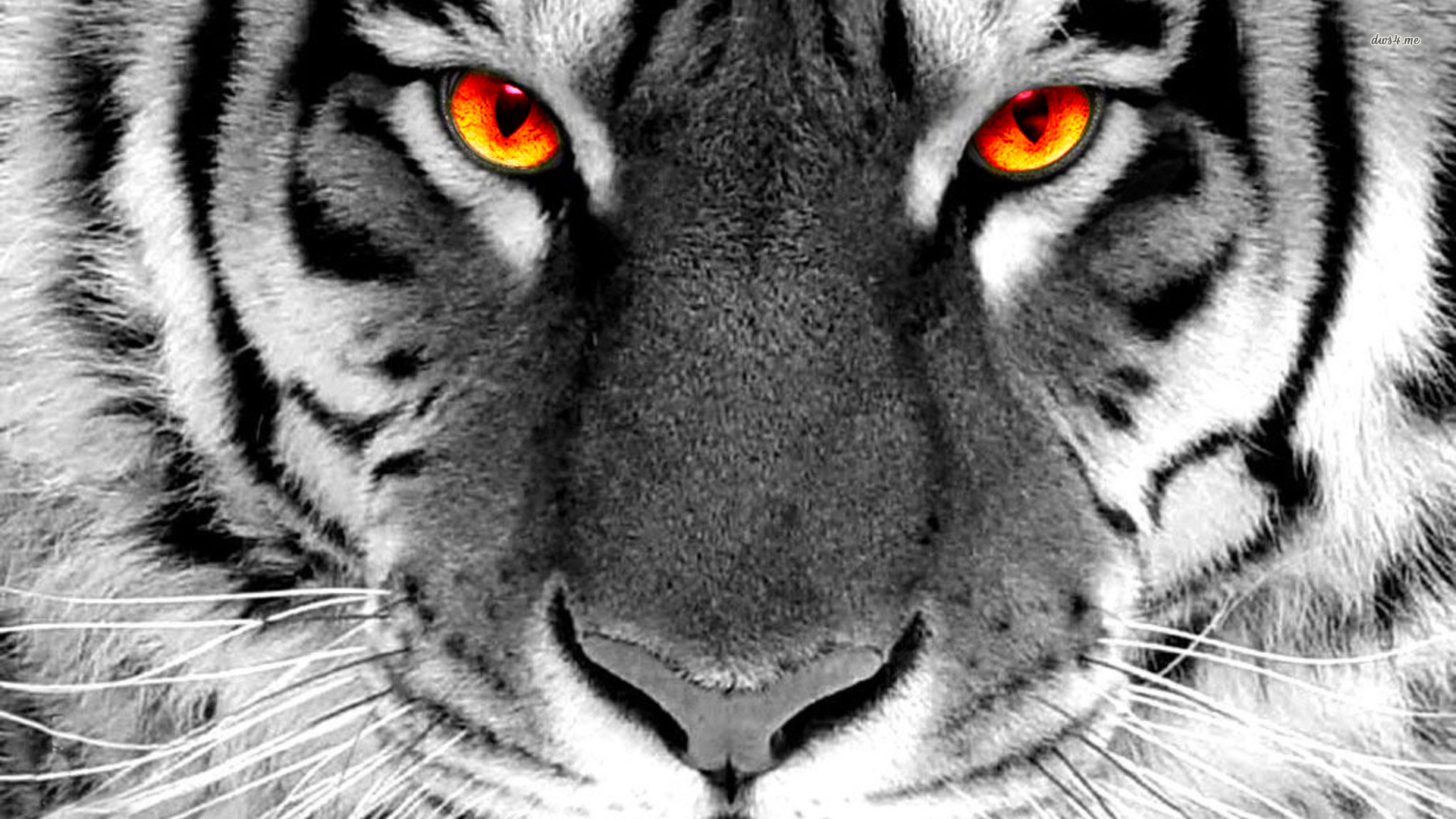 Fire Eyed Tiger Wallpaper HD by Meerk4tFTW on DeviantArt