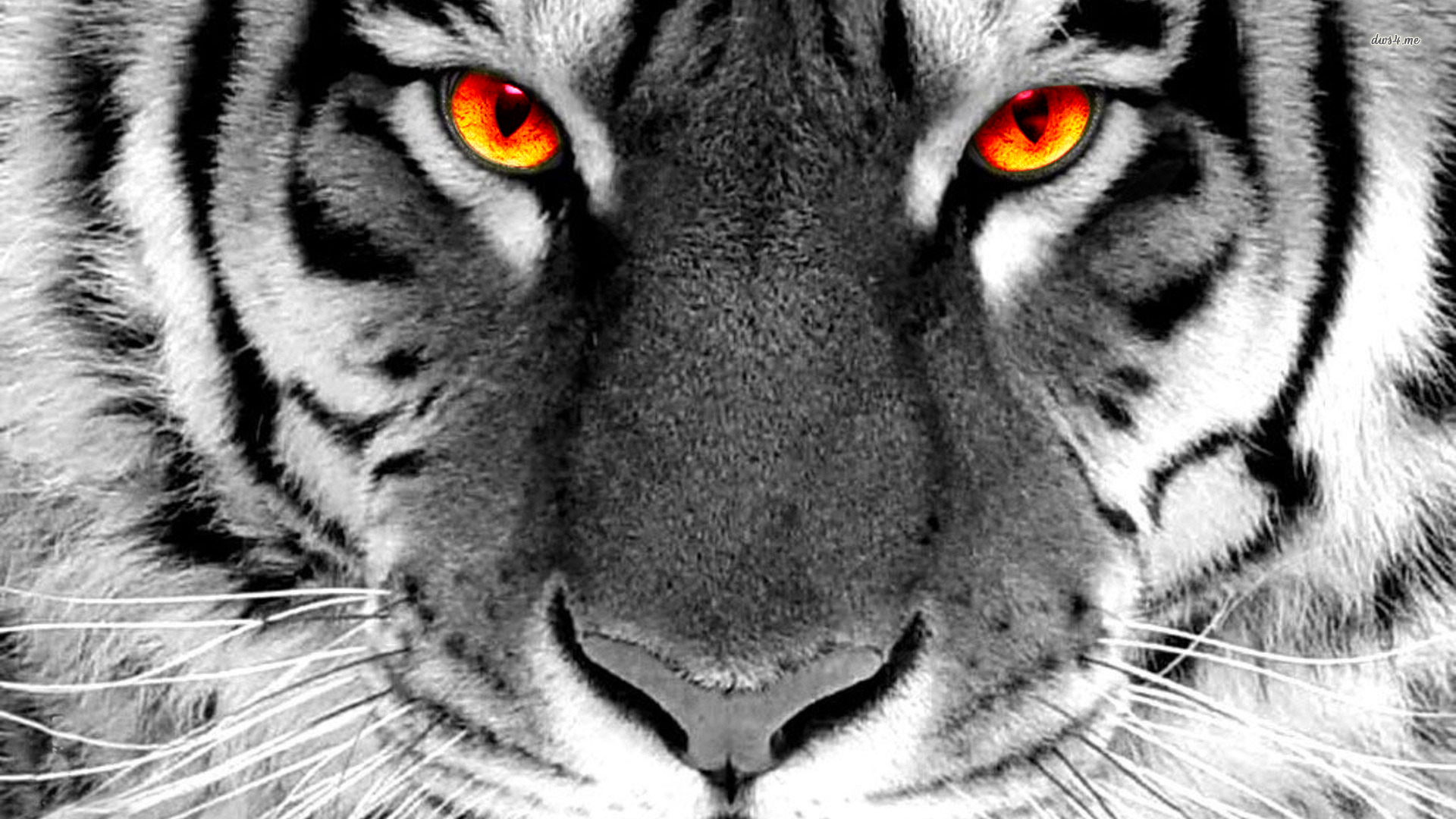 Fire Eyed Tiger Wallpaper HD by Meerk4tFTW on DeviantArt Fire Eyed Tiger Wallpaper HD by Meerk4tFTW on DeviantArt