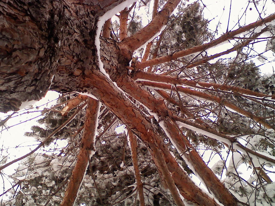 Snowy Tree