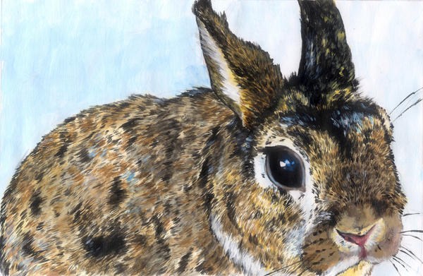 Brown Rabbit Deviantart Rabbit by ludicrouslouisa on DeviantArt