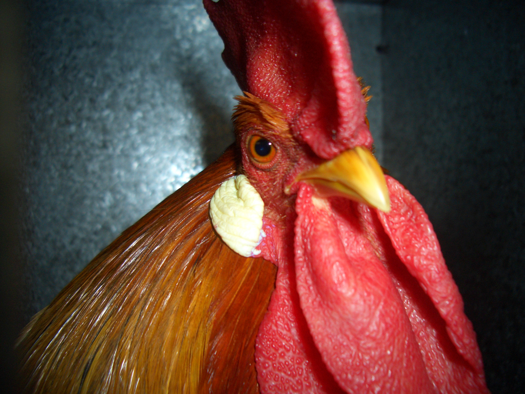 ChookStock: rooster face