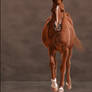 Blood Red Arabian Horse (Speedpaint).