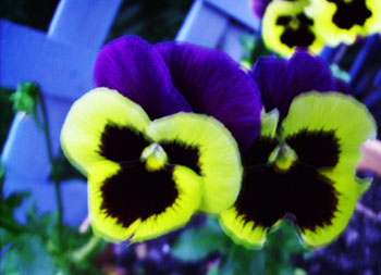 Pansies in May