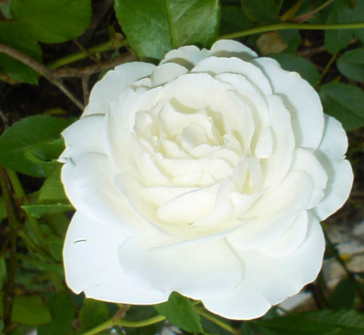 White Rose