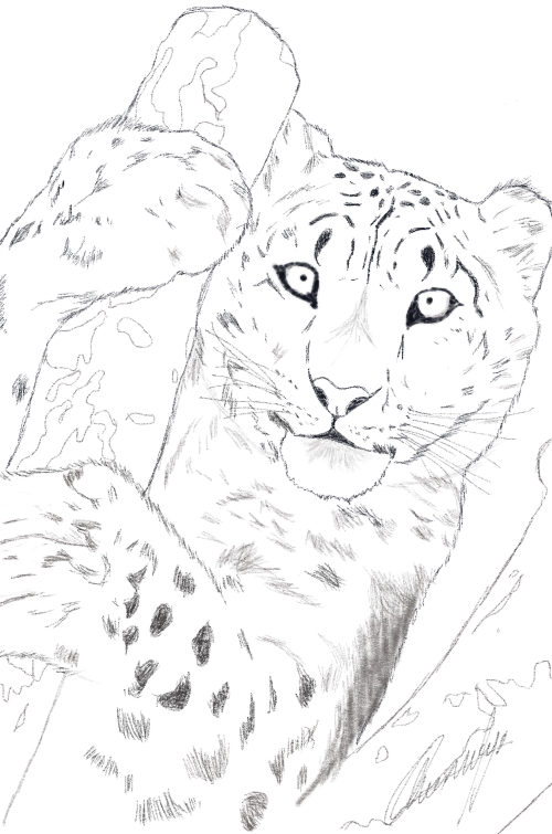 Leopardo de las Nieves by rOkkX on DeviantArt