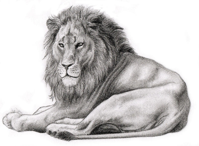 Realistic lion