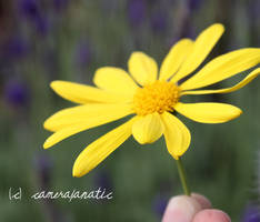 The welcoming of spring