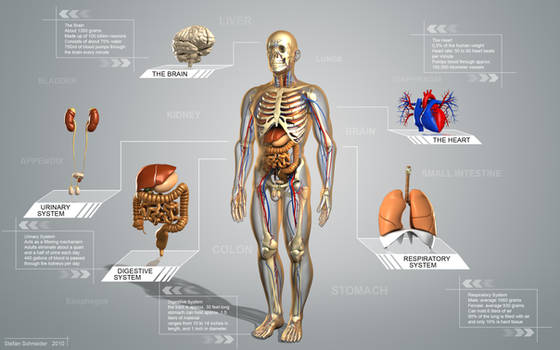 Human Anatomie