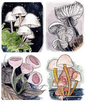 Watercolour fungi