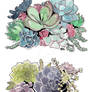 More succulents