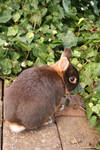 Rabbit: Innocence by yourstock