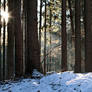 Forest in Winter 2009