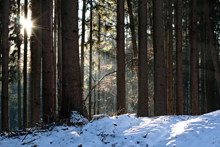 Forest in Winter 2009