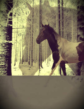 Lost In The Woods (Horseland)