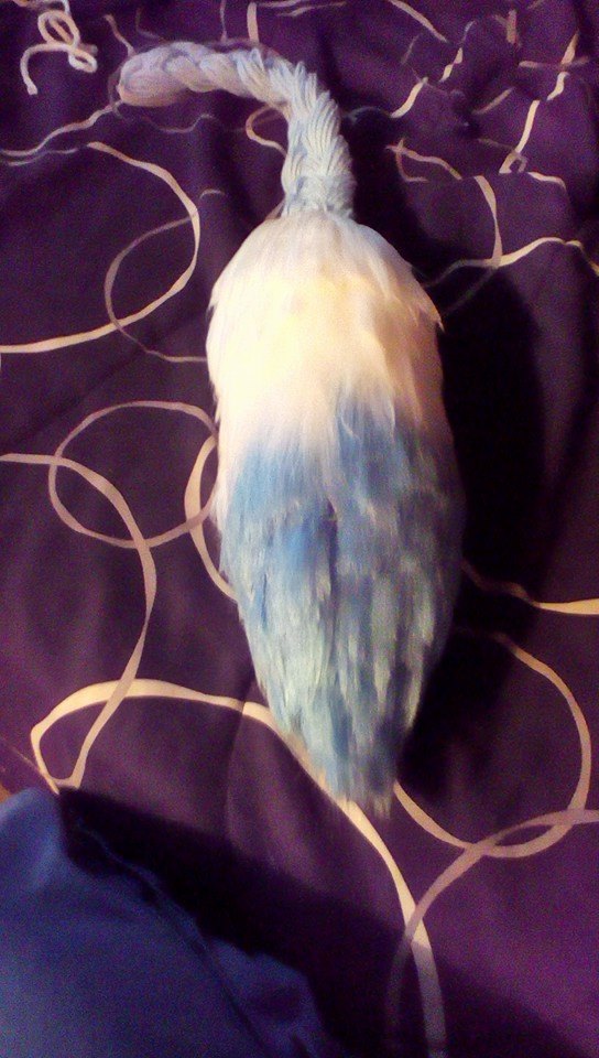 new progress of tail