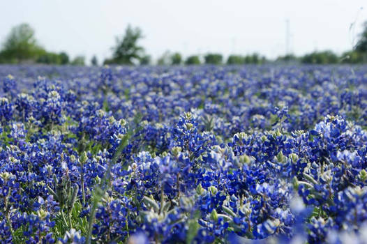 bluebonnet