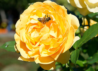 rose in garden