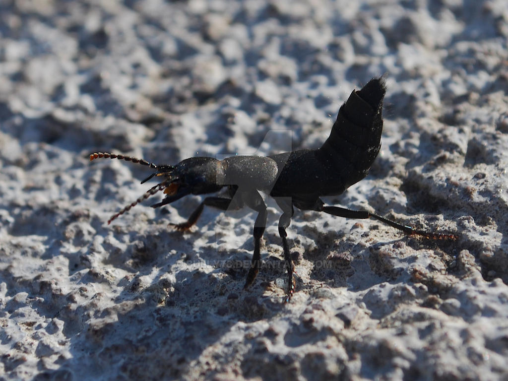 Bug Devils Coach Horse1 by Bully78 on DeviantArt