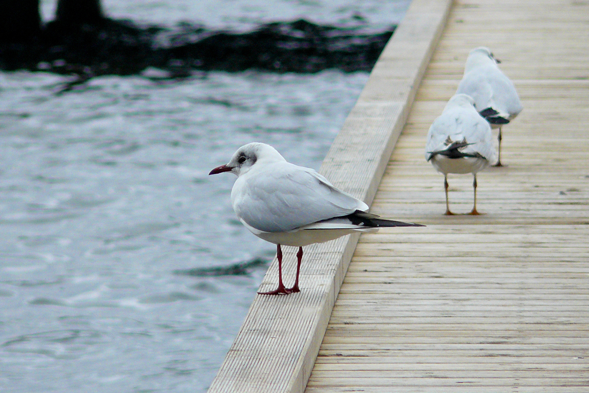 Gulls