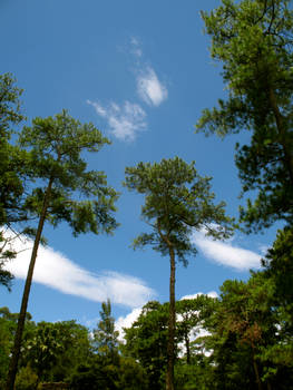 biyahe: baguio trees