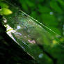 green web