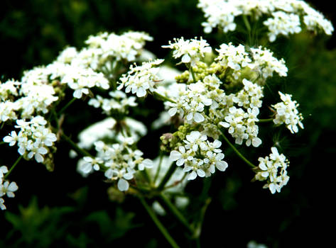 Little Blossoms