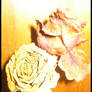 Dried Roses