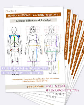 Anatomy Body Proportion Tutorial and Homework