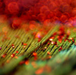 .green and red. by Bandea-photos