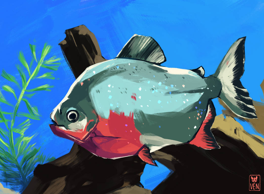 Pacu by InkuKitsune on DeviantArt