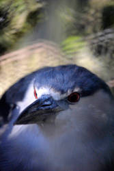 Black Crown Night Heron