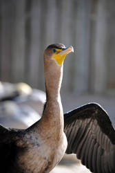 Double Crested Cormorant